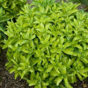 6 units available! Pre-Order Qty: 0