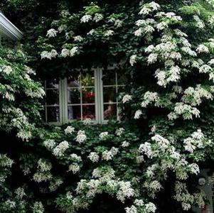 16 units available! Pre-Order Qty: 0