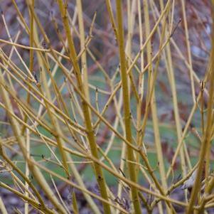 13 units available! Pre-Order Qty: 0