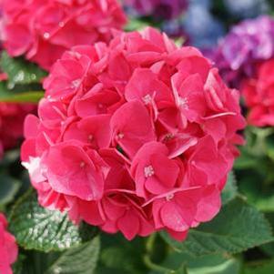 5 units available! Pre-Order Qty: 0