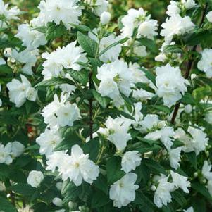 0 units available! Pre-Order Qty: 0