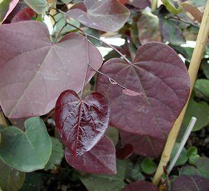 7 units available! Pre-Order Qty: 0