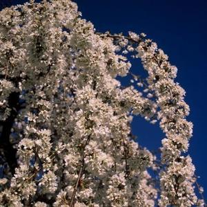 10 units available! Pre-Order Qty: 0