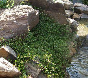 100 units available! Pre-Order Qty: 0