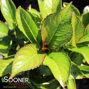 9 units available! Pre-Order Qty: 0