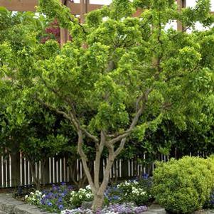 3 units available! Pre-Order Qty: 0