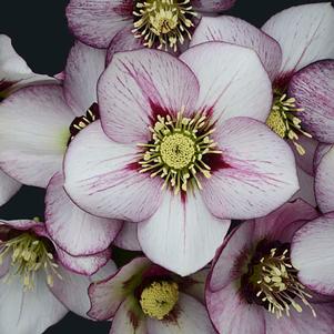 1 units available! Pre-Order Qty: 20