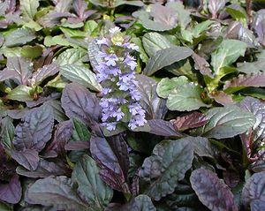 2049 units available! Pre-Order Qty: 0