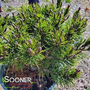 3 units available! Pre-Order Qty: 0