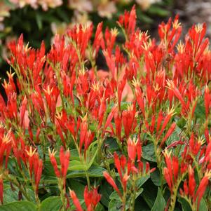 2 units available! Pre-Order Qty: 1