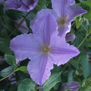 4 units available! Pre-Order Qty: 0