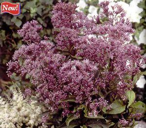 47 units available! Pre-Order Qty: 0