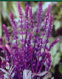 44 units available! Pre-Order Qty: 310