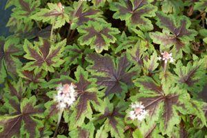 29 units available! Pre-Order Qty: 0