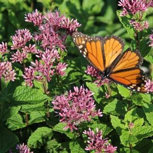 19 units available! Pre-Order Qty: 201