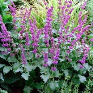 8 units available! Pre-Order Qty: 0