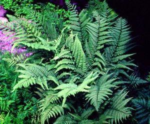 24 units available! Pre-Order Qty: 0