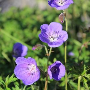 21 units available! Pre-Order Qty: 0