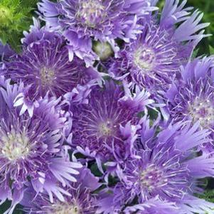 5 units available! Pre-Order Qty: 0