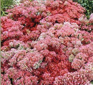 21 units available! Pre-Order Qty: 0