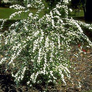 3 units available! Pre-Order Qty: 0