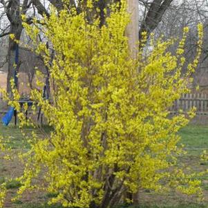 3 units available! Pre-Order Qty: 0