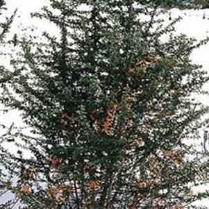 4 units available! Pre-Order Qty: 0