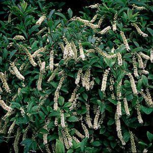 5 units available! Pre-Order Qty: 18