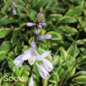 52 units available! Pre-Order Qty: 0