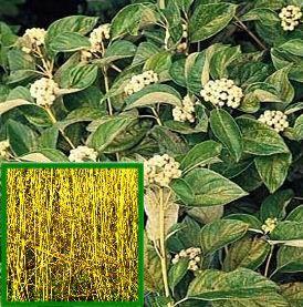 5 units available! Pre-Order Qty: 0