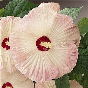 5 units available! Pre-Order Qty: 0