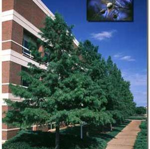 99 units available! Pre-Order Qty: 0