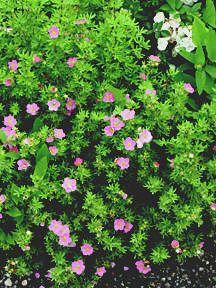 1 units available! Pre-Order Qty: 0