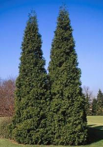 32 units available! Pre-Order Qty: 0