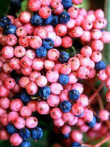 7 units available! Pre-Order Qty: 0