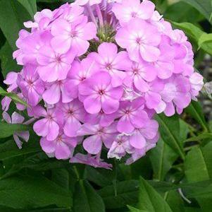 2 units available! Pre-Order Qty: 0