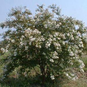 505 units available! Pre-Order Qty: 0