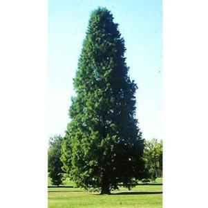 70 units available! Pre-Order Qty: 0