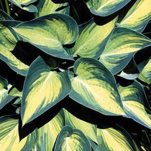 66 units available! Pre-Order Qty: 0