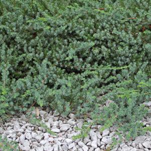 1052 units available! Pre-Order Qty: 0