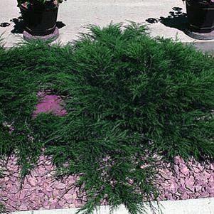 50 units available! Pre-Order Qty: 0