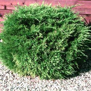 495 units available! Pre-Order Qty: 0