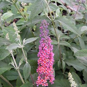 20 units available! Pre-Order Qty: 0