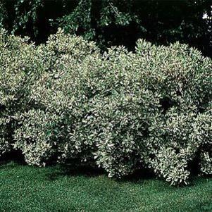 138 units available! Pre-Order Qty: 0