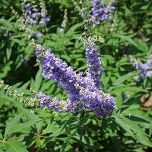 33 units available! Pre-Order Qty: 0