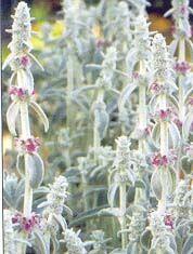 26 units available! Pre-Order Qty: 0