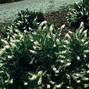 3 units available! Pre-Order Qty: 0