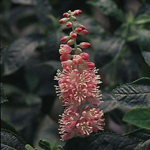 32 units available! Pre-Order Qty: 0