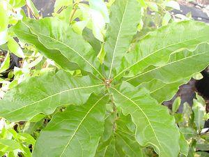 100 units available! Pre-Order Qty: 0