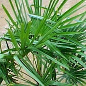 4 units available! Pre-Order Qty: 0